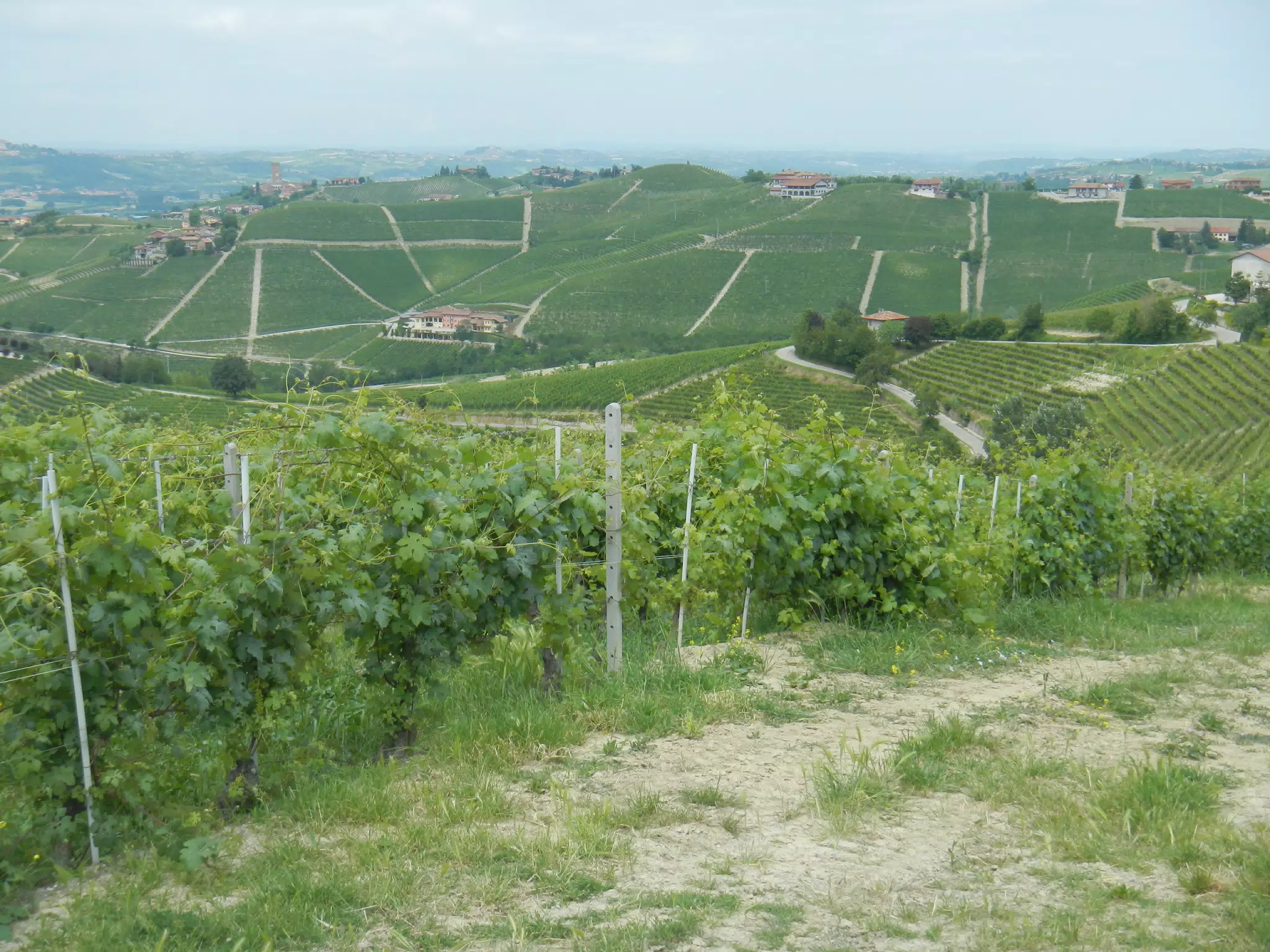 Piemonte Vineyard Near Treiso