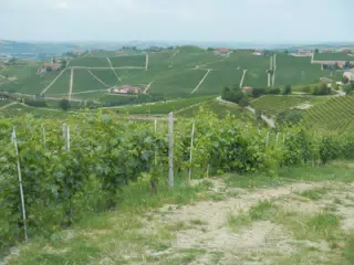 Piemonte Vineyard Near Treiso