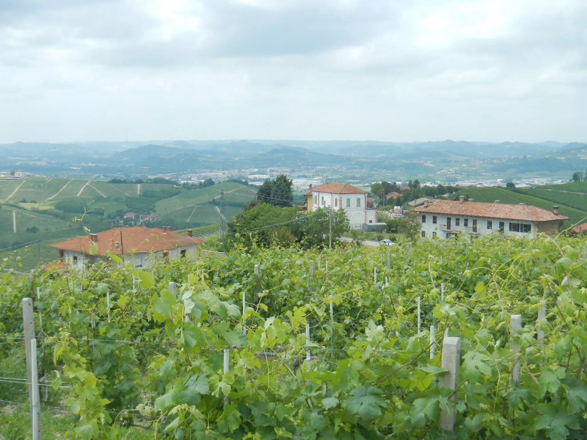 Piemonte Vineyards Near Treiso
