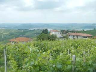 Piemonte Vineyards Near Treiso