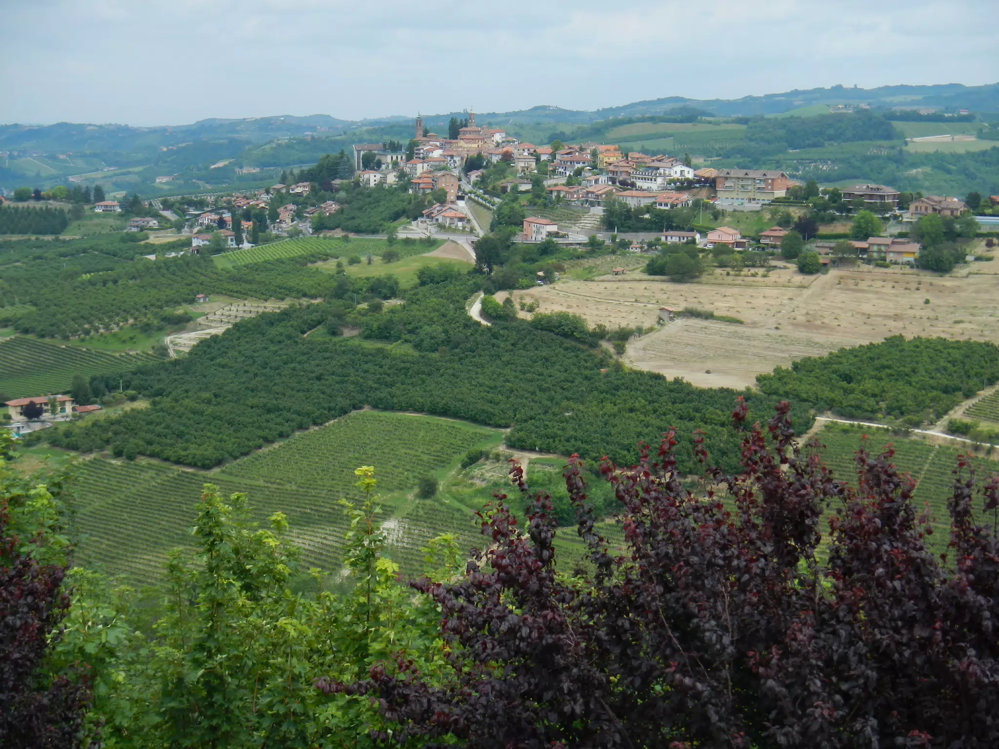 DSCN2208