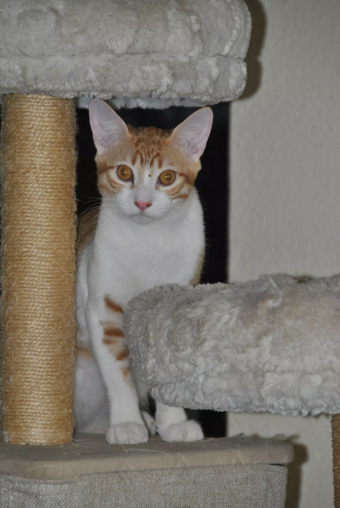 Cat, nicaragua · July 19, 2026