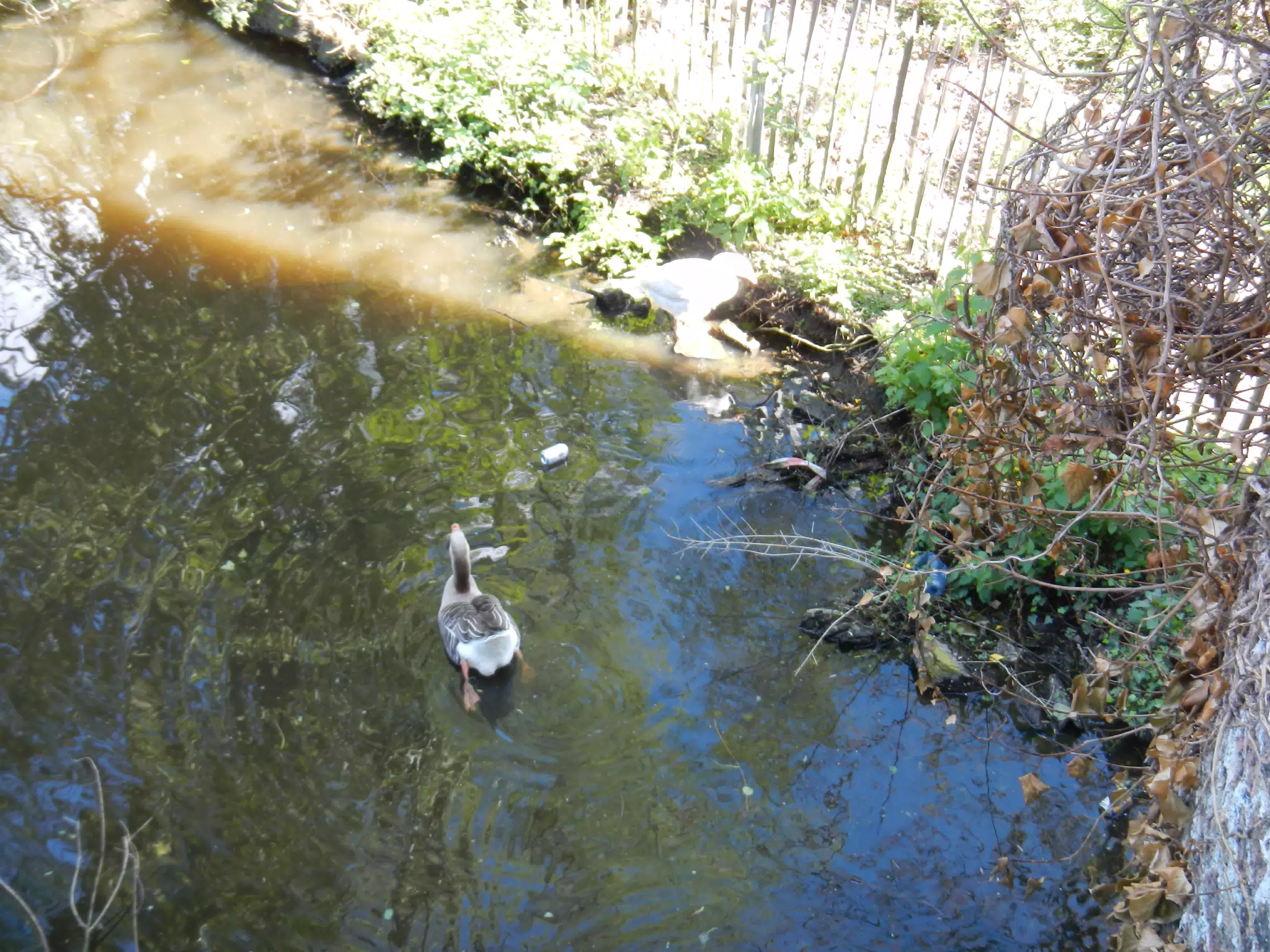 Ducks in Bruges