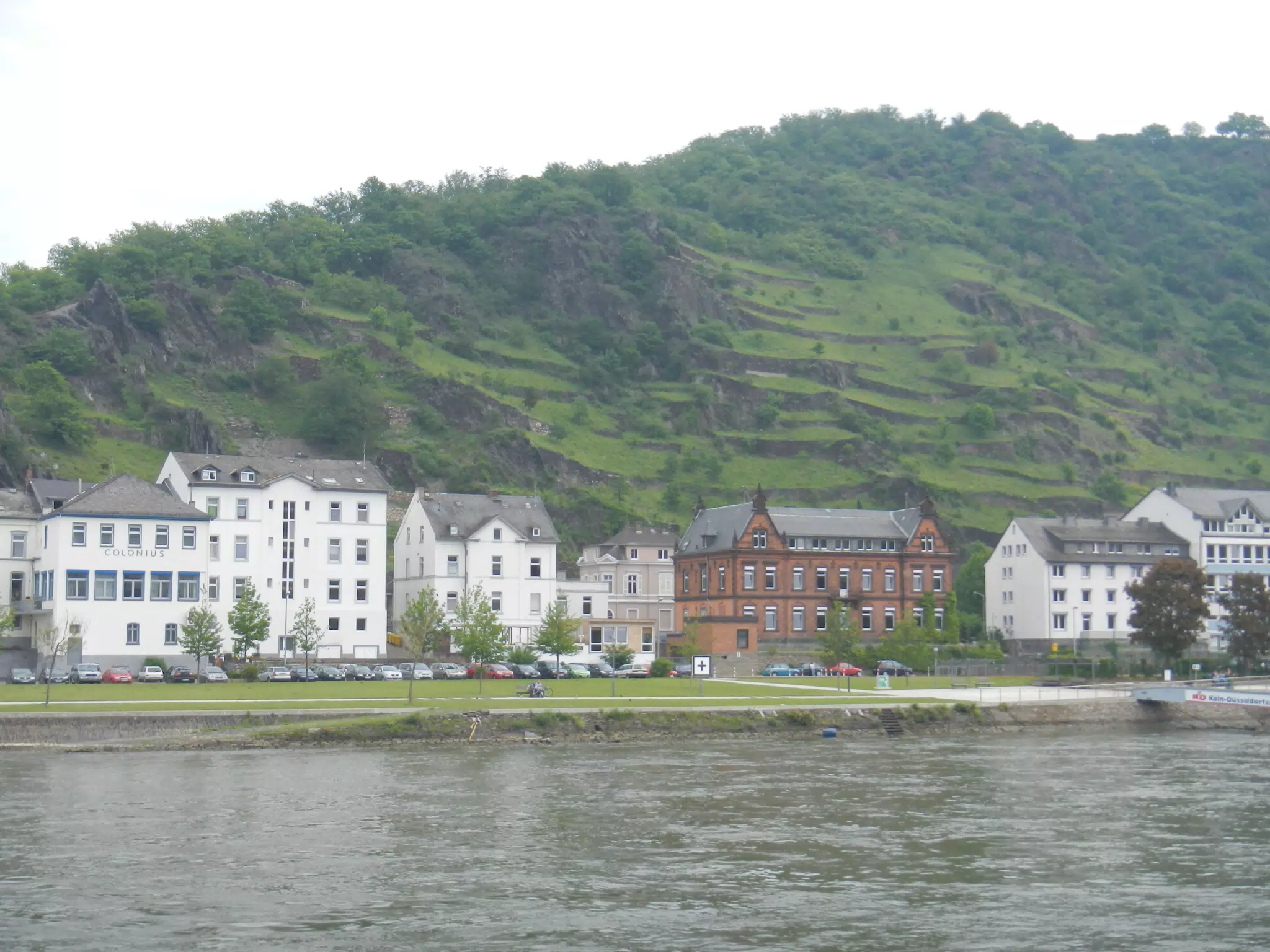 Rhine Vineyards Above Village