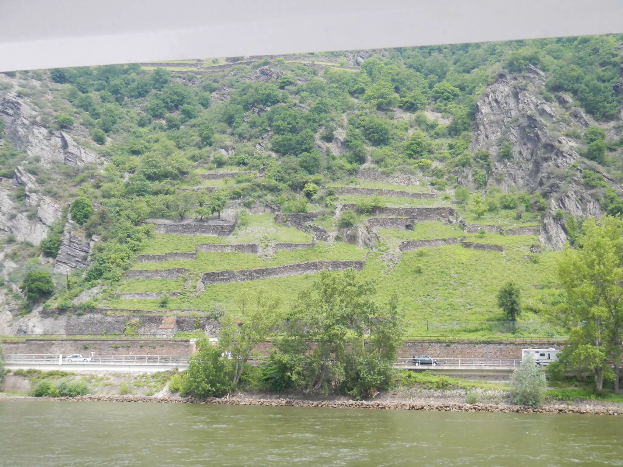 Empty Vineyard on the Rhine