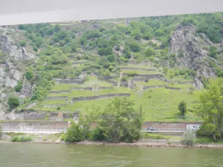 Empty Vineyard on the Rhine