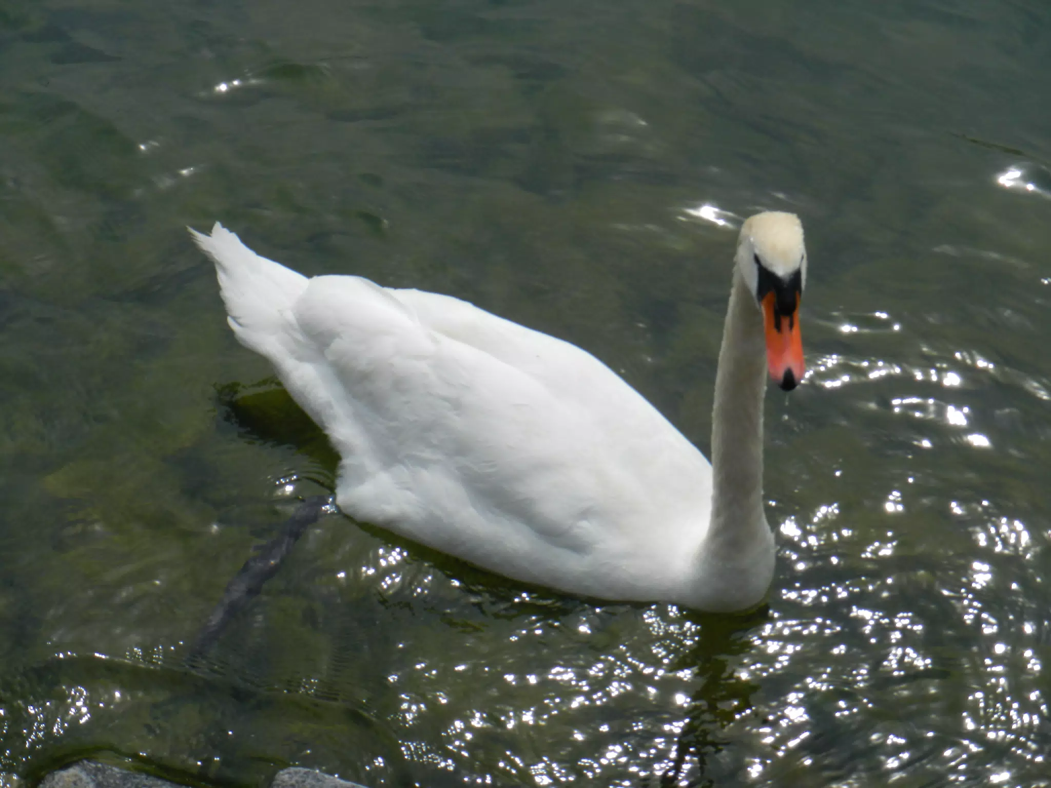 Swan in Luzern