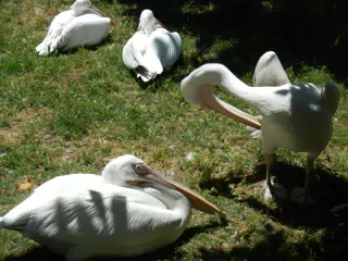 DSCN2490