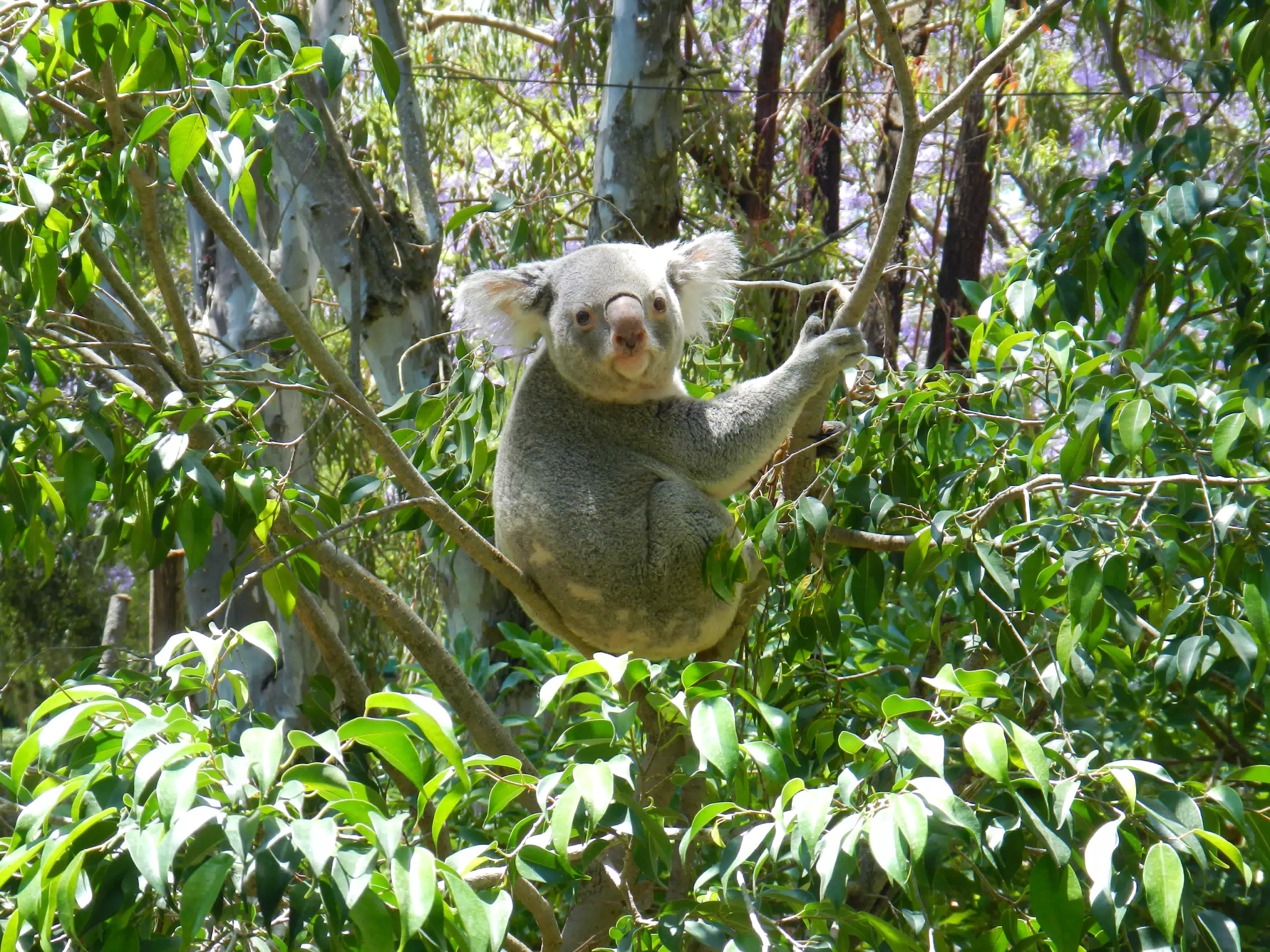 Koala at the Lisbon Zoo