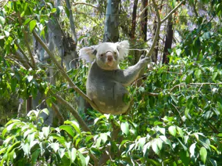 Koala at the Lisbon Zoo