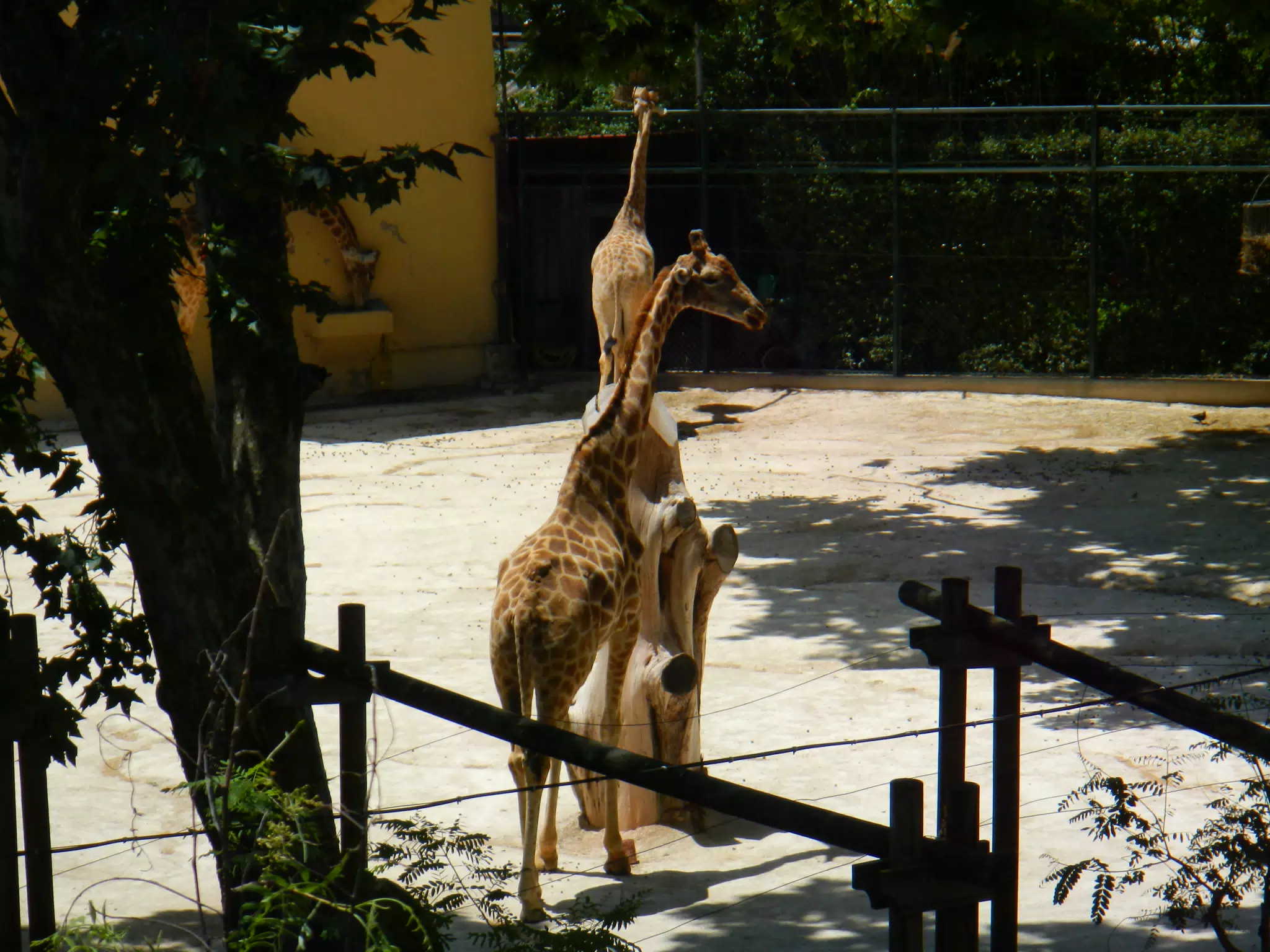 DSCN2455
