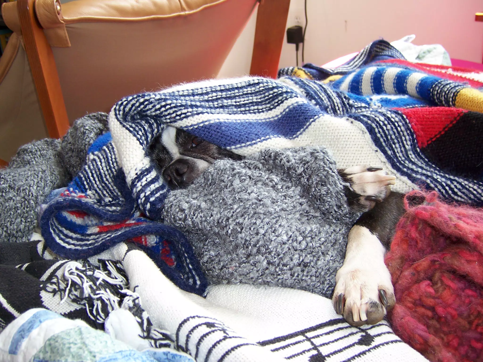 Oreo Buried in a Blanket