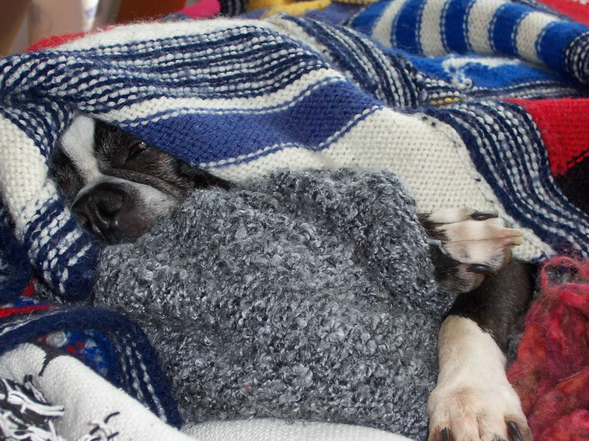 Oreo Buried in a Blanket