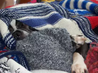 Oreo Buried in a Blanket