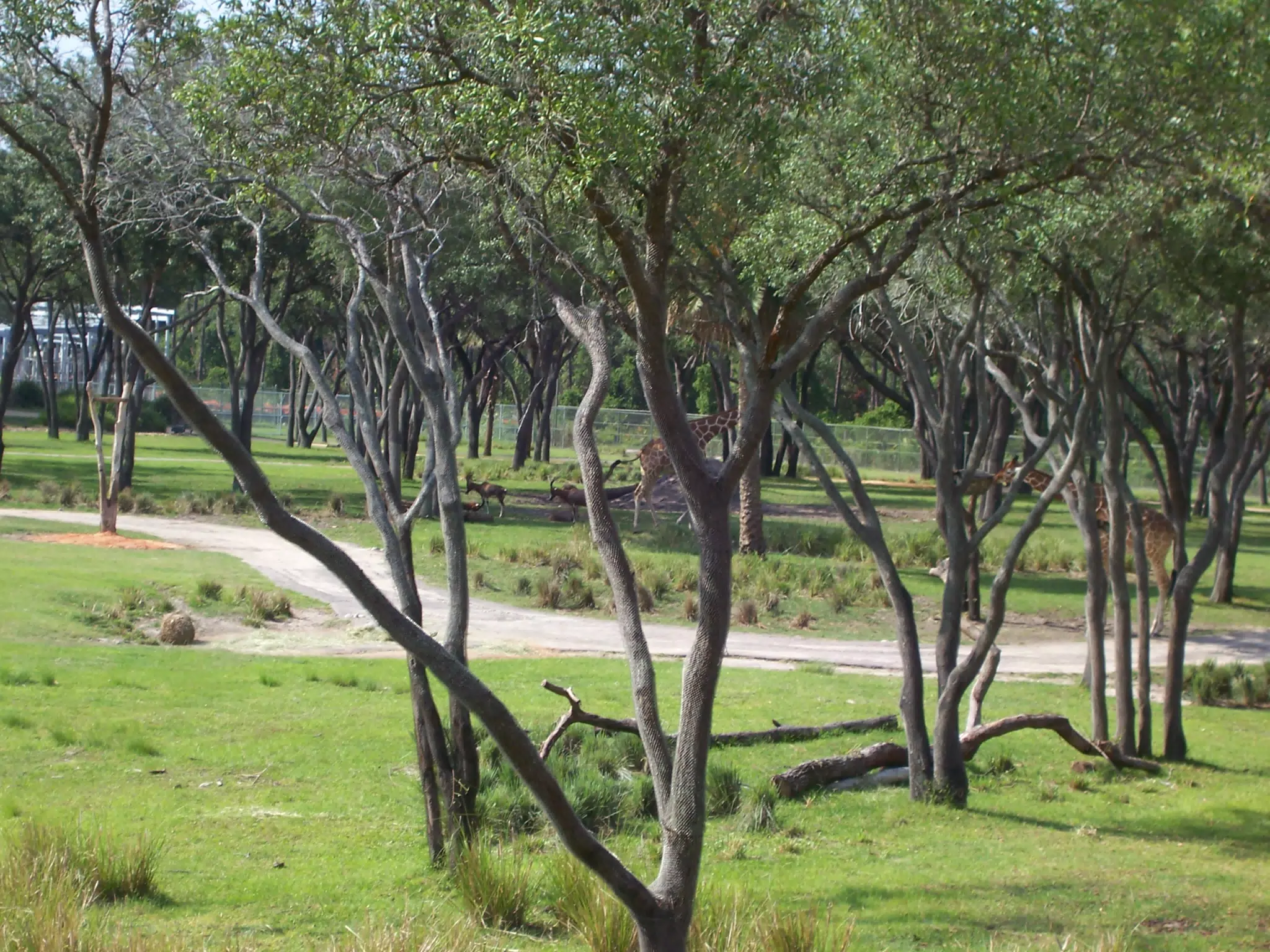 Animal Kingdom Lodge Savanna