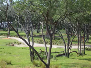 Animal Kingdom Lodge Savanna