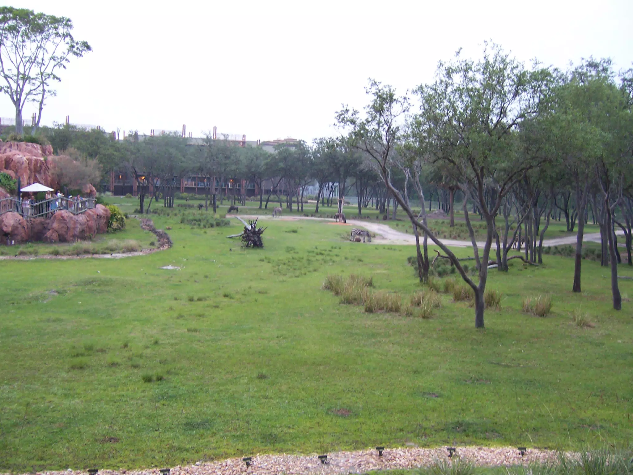 Central Savanna of the Animal Kingdom Lodge