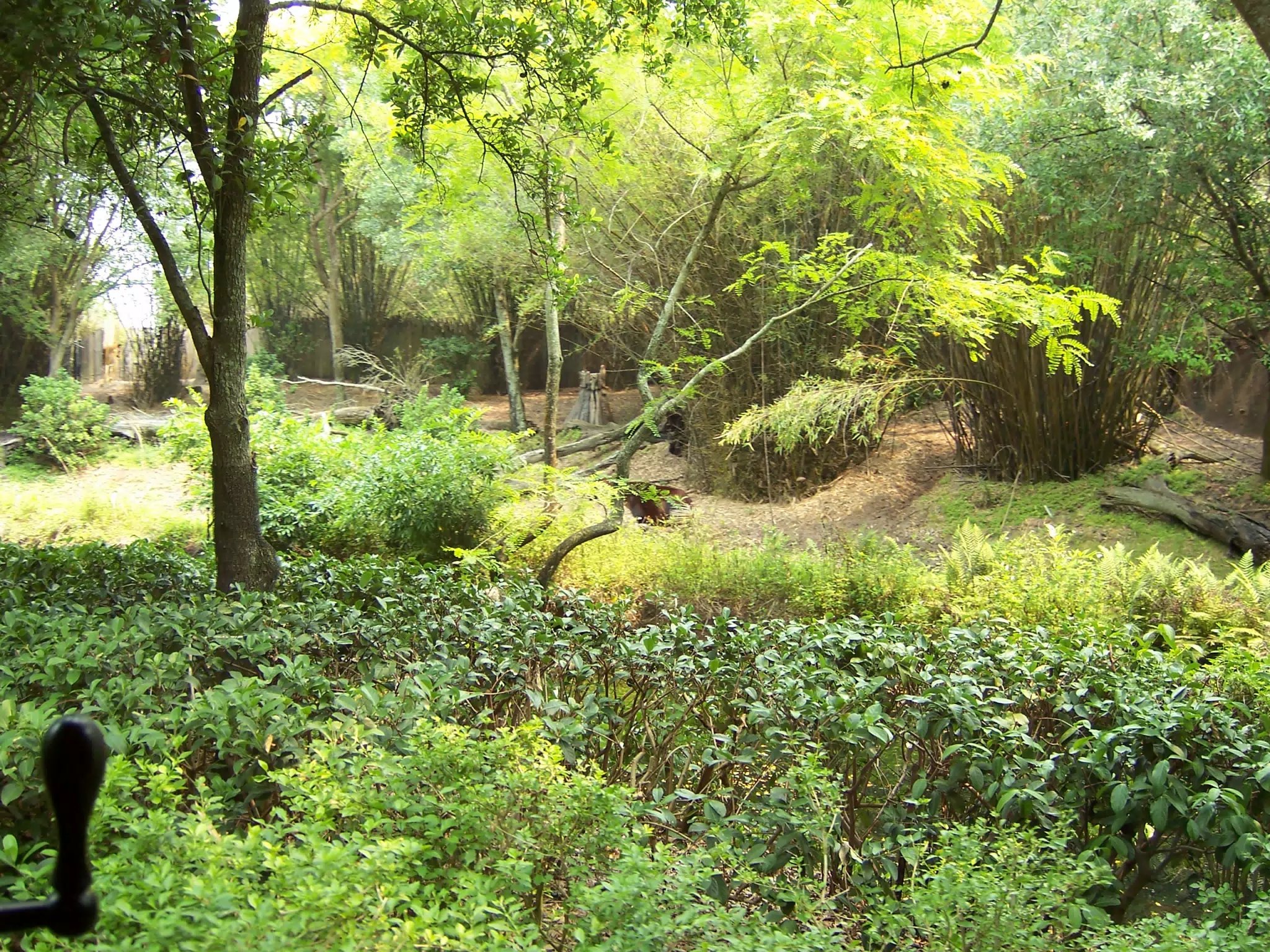 Animal Kingdom Safari Foliage