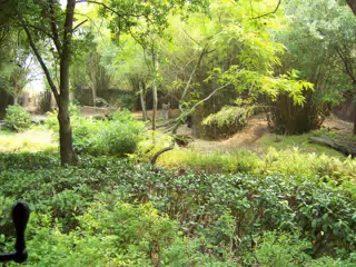 Animal Kingdom Safari Foliage