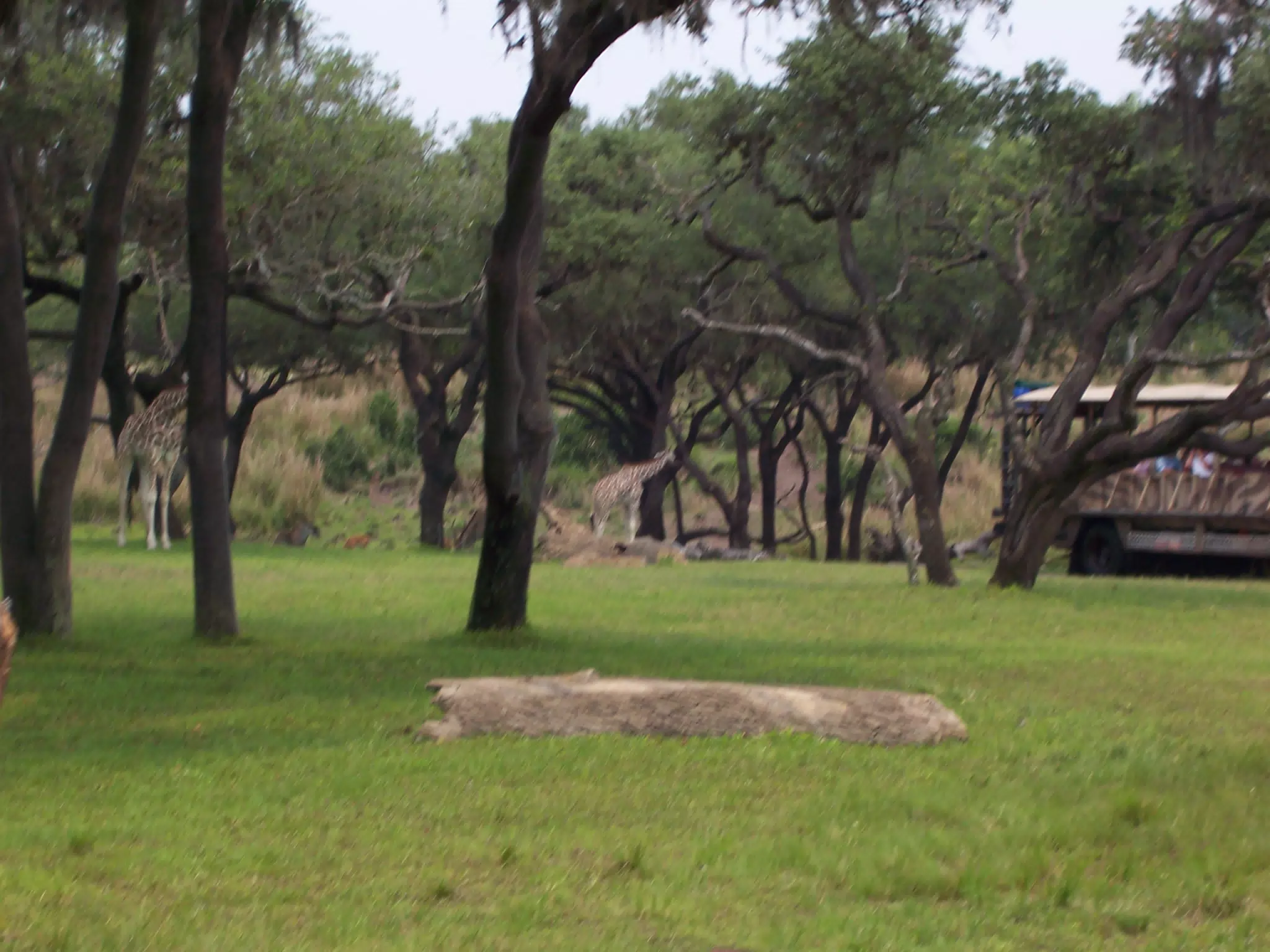 Mother and Baby Giraffe in Disney's Animal Kingdom