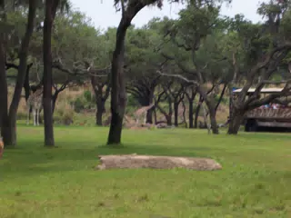 Mother and Baby Giraffe in Disney's Animal Kingdom