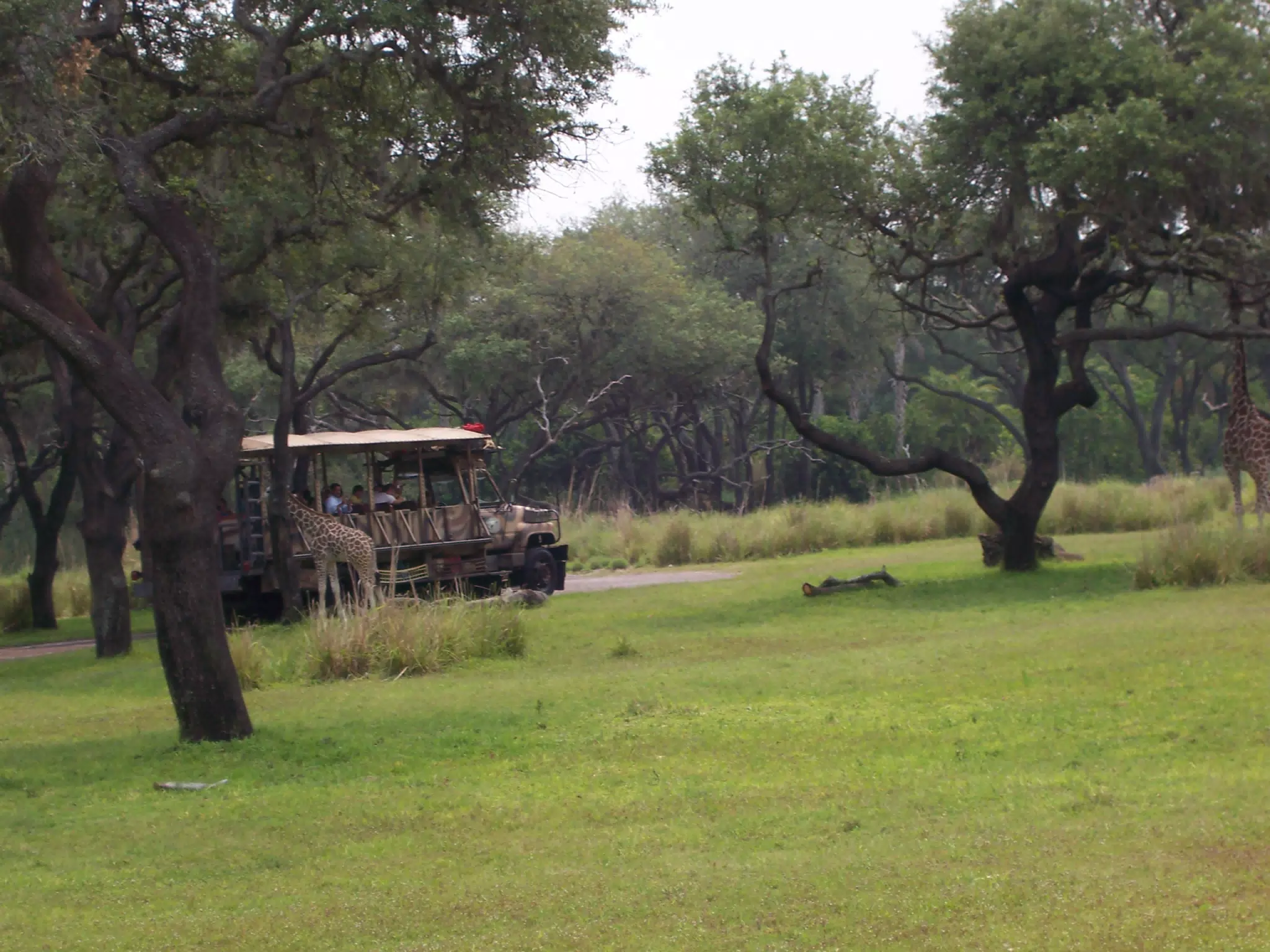 Baby Giraffe in Disney's Animal Kingdom