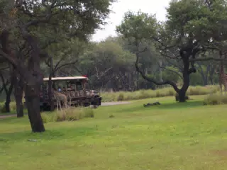 Baby Giraffe in Disney's Animal Kingdom