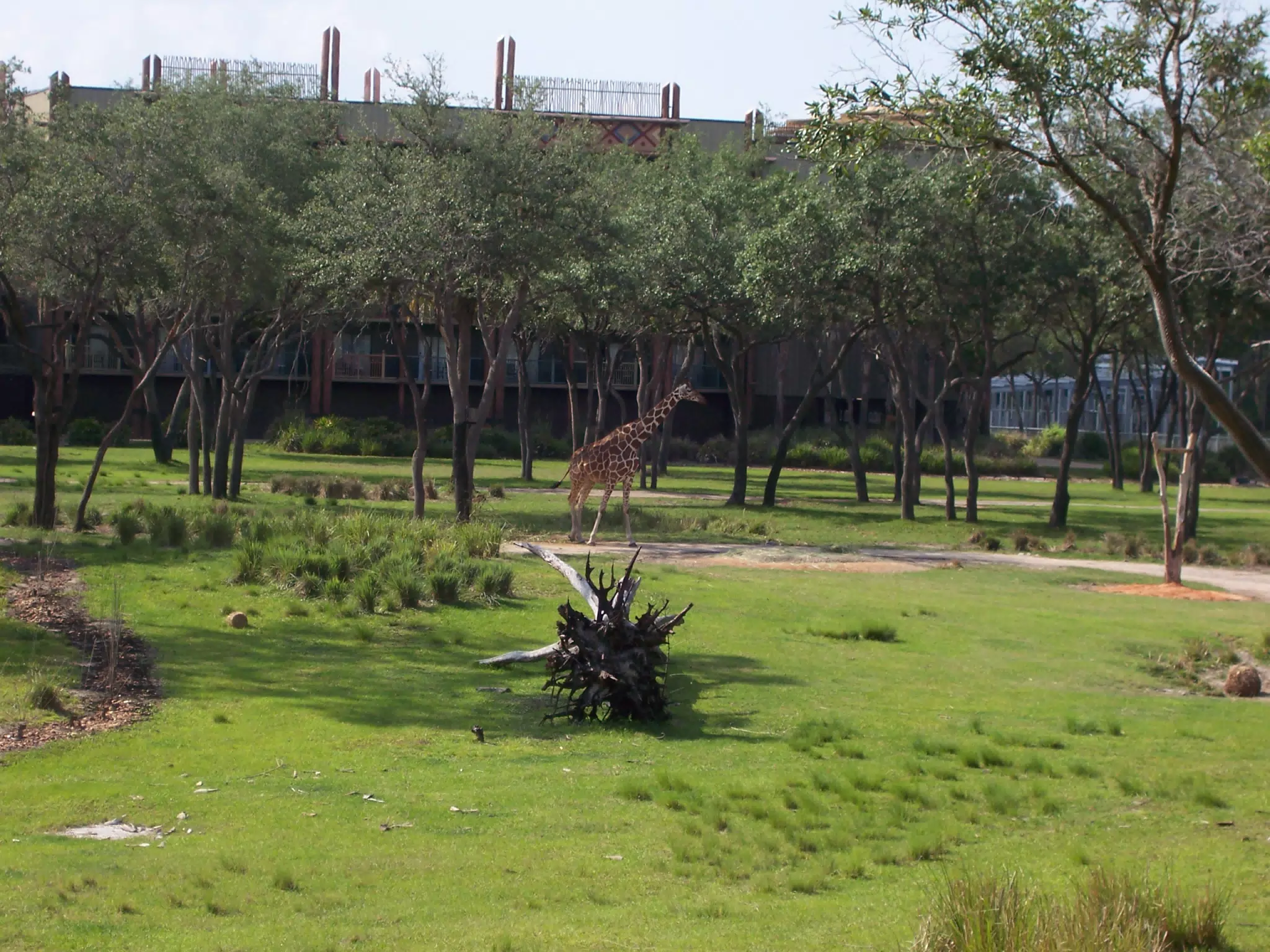 Giraffe at Animal Kingdom Lodge