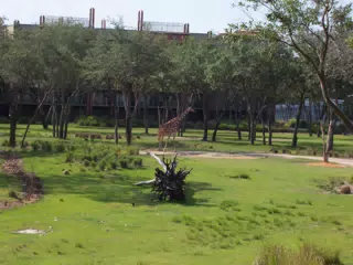 Giraffe at Animal Kingdom Lodge