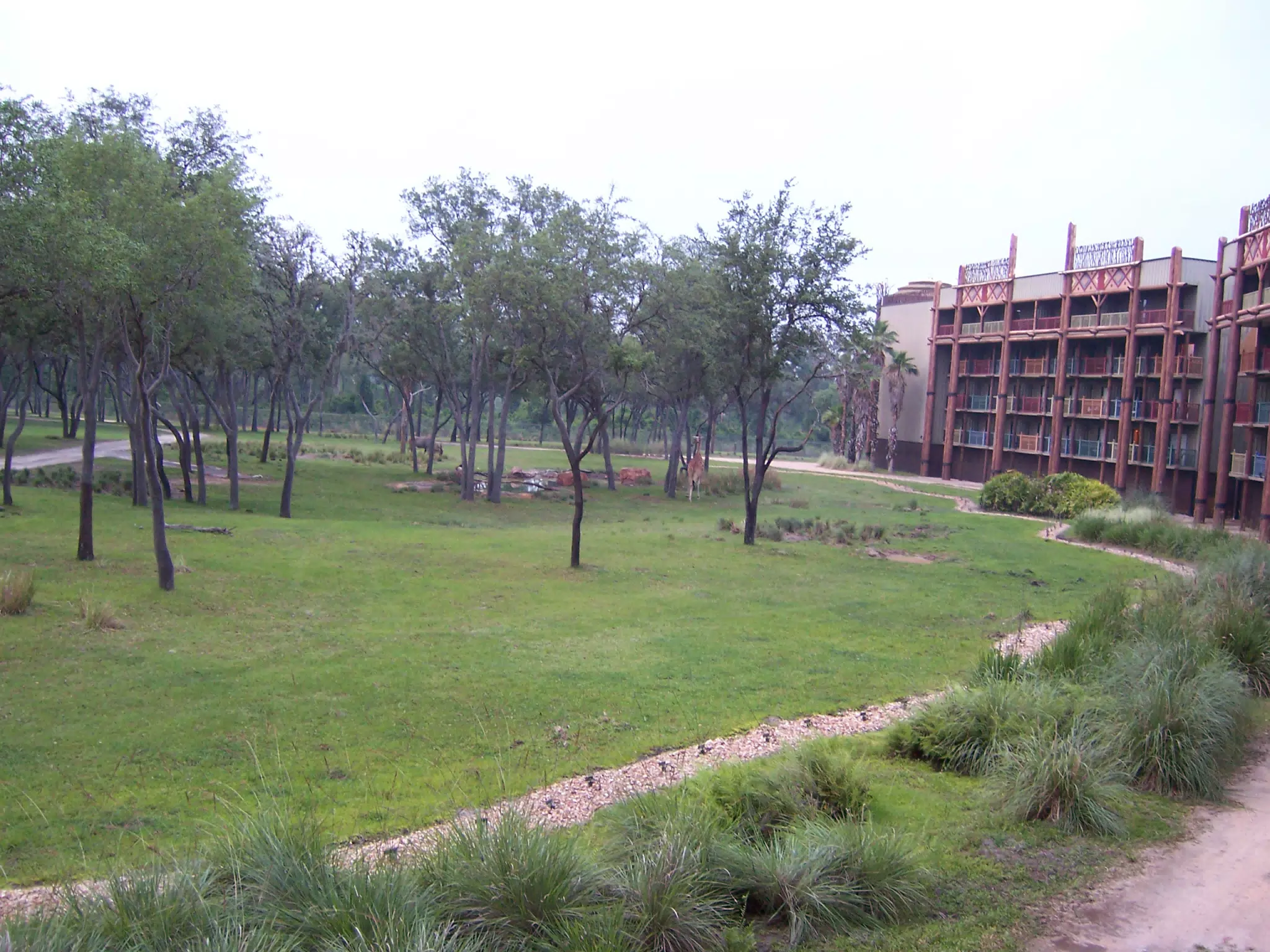 Savanna of Disney's Animal Kingdom Lodge