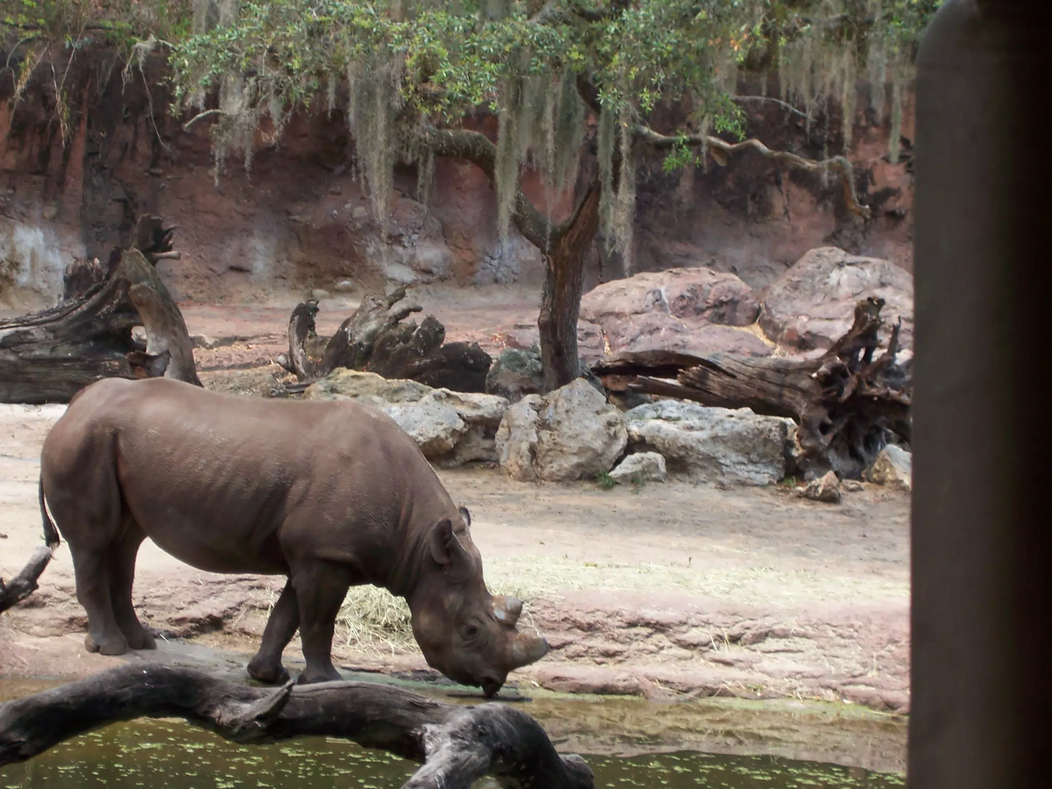 Rhino Drinking