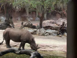 Rhino Drinking