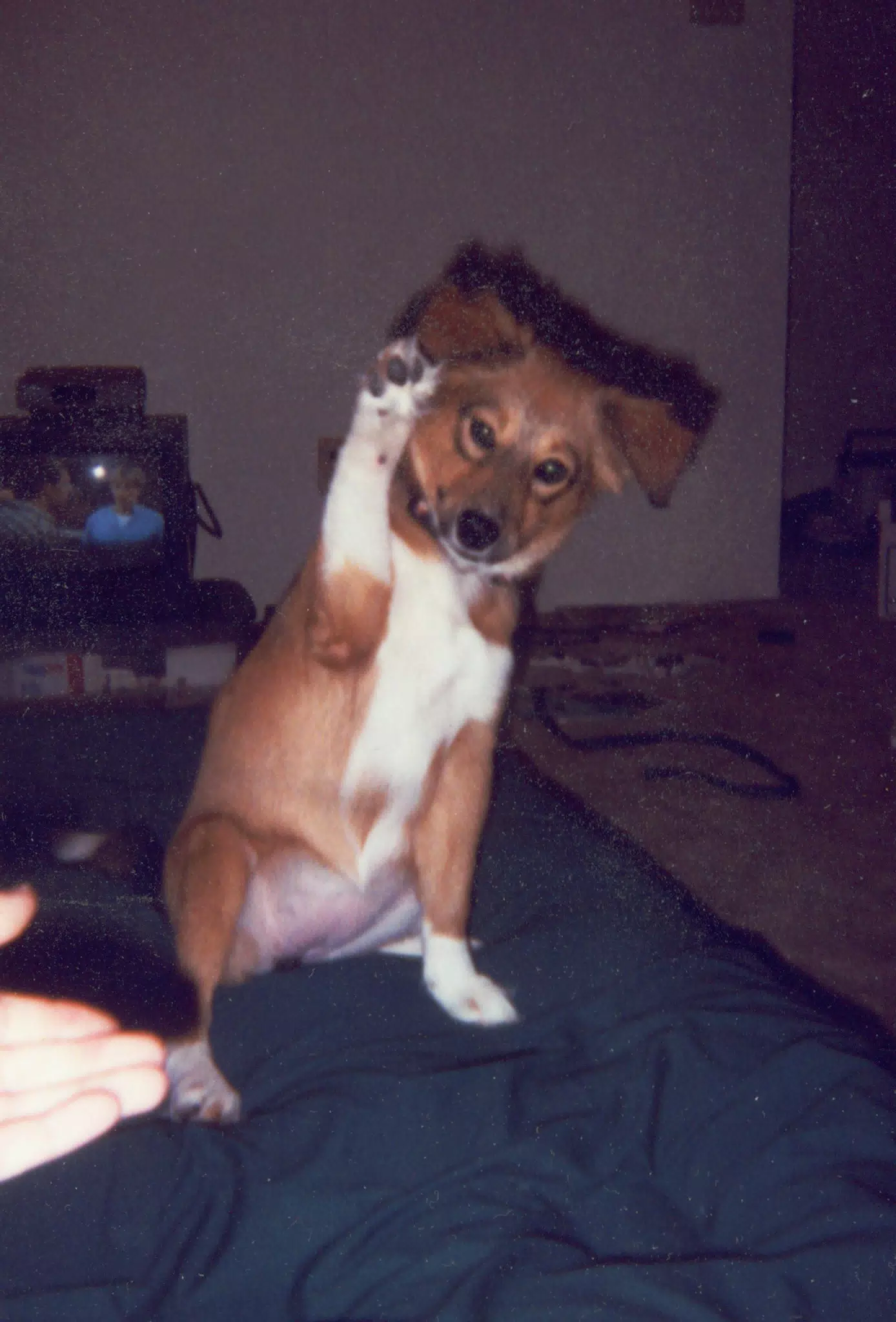 Frenchie