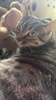 Minerva