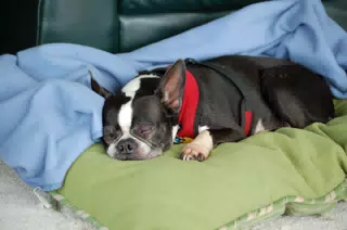 Oreo Sleeping