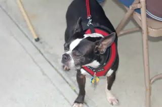 Oreo