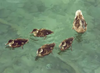 Ducks on Mackinac Island, Michigan