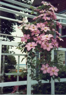 Flowers in Michigan