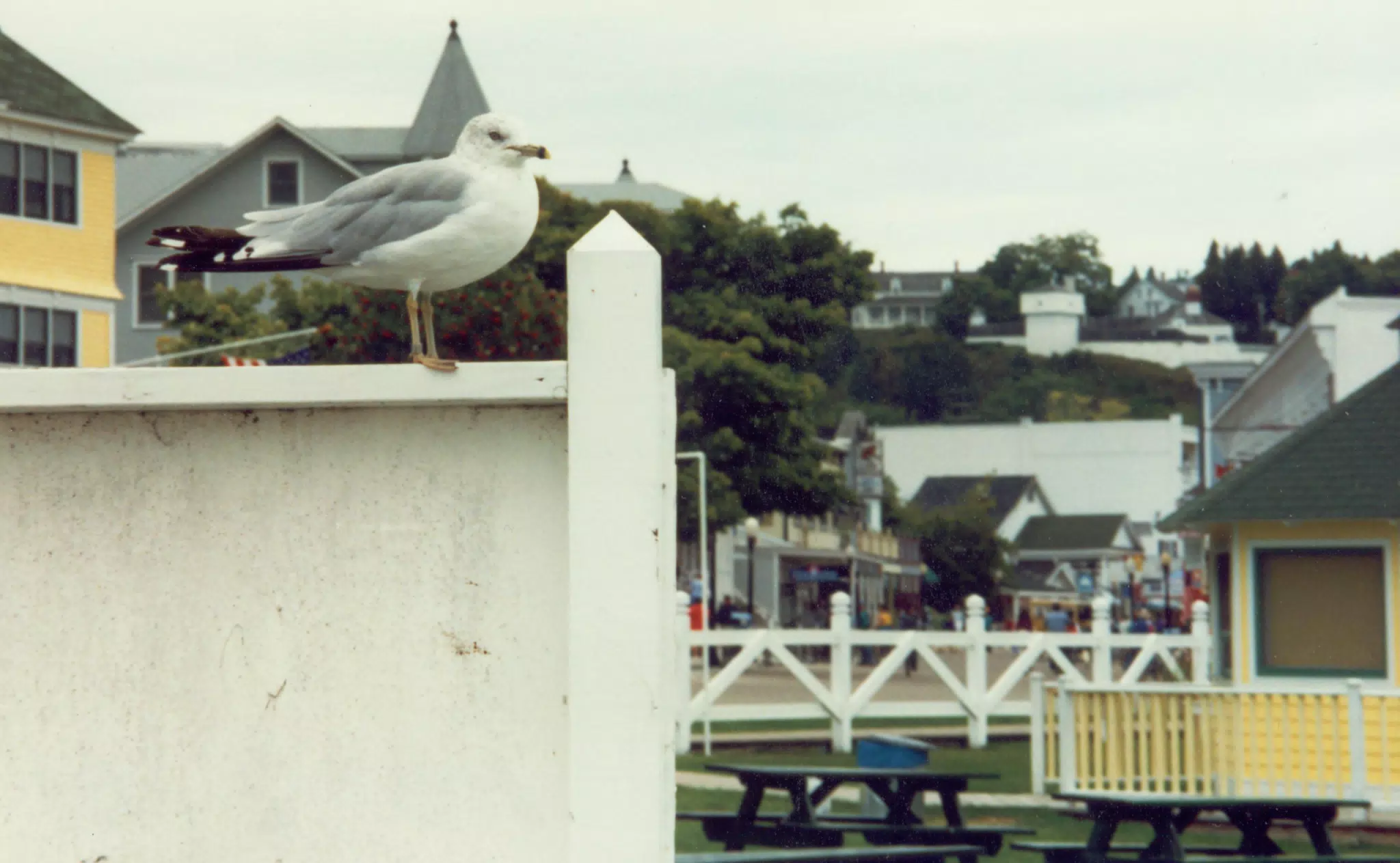 Seagull on Mackinac Island, Michigan