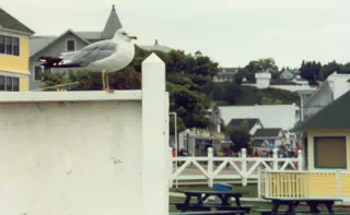 Seagull on Mackinac Island, Michigan