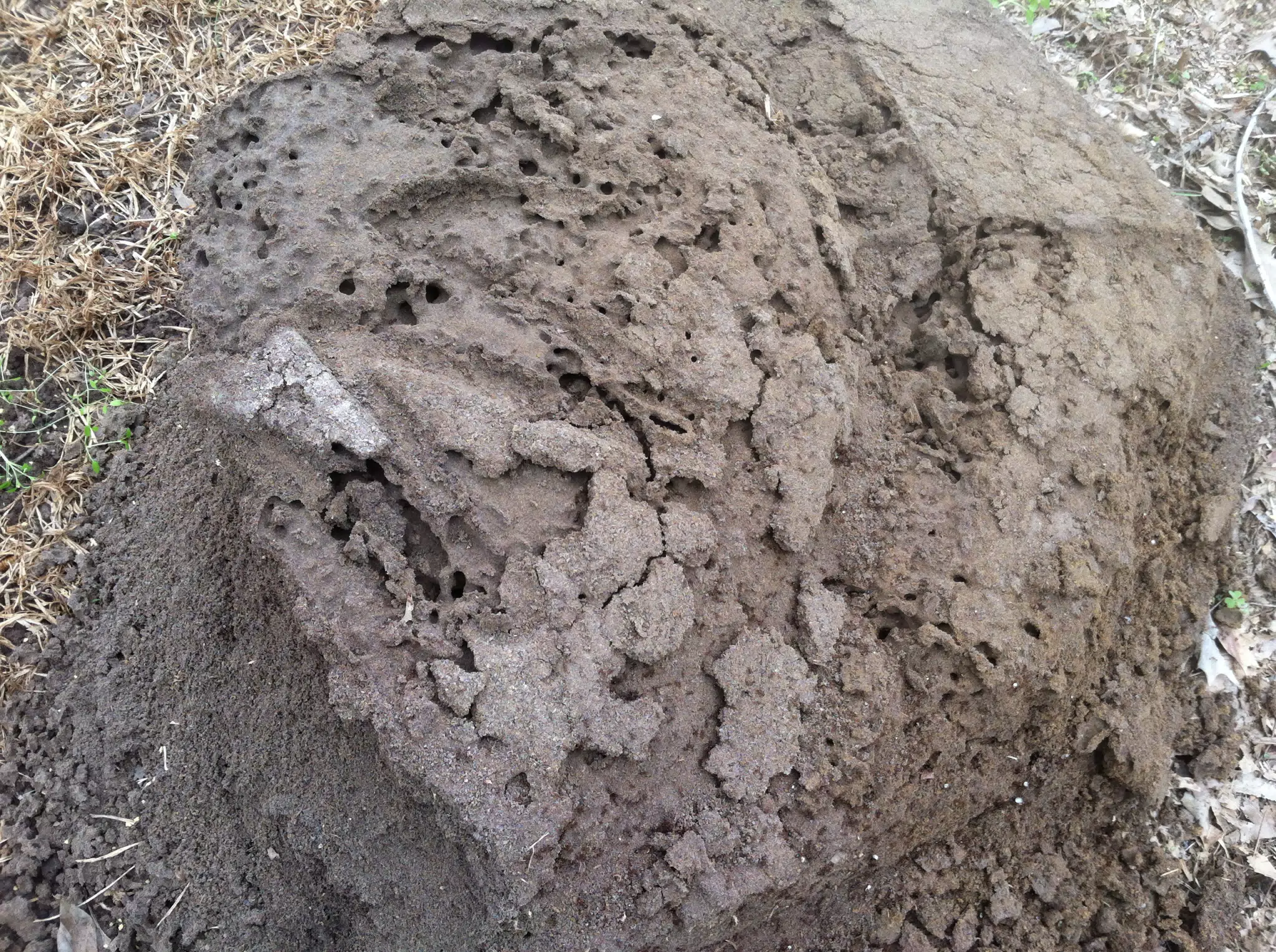 Fire Ant Hill Closeup