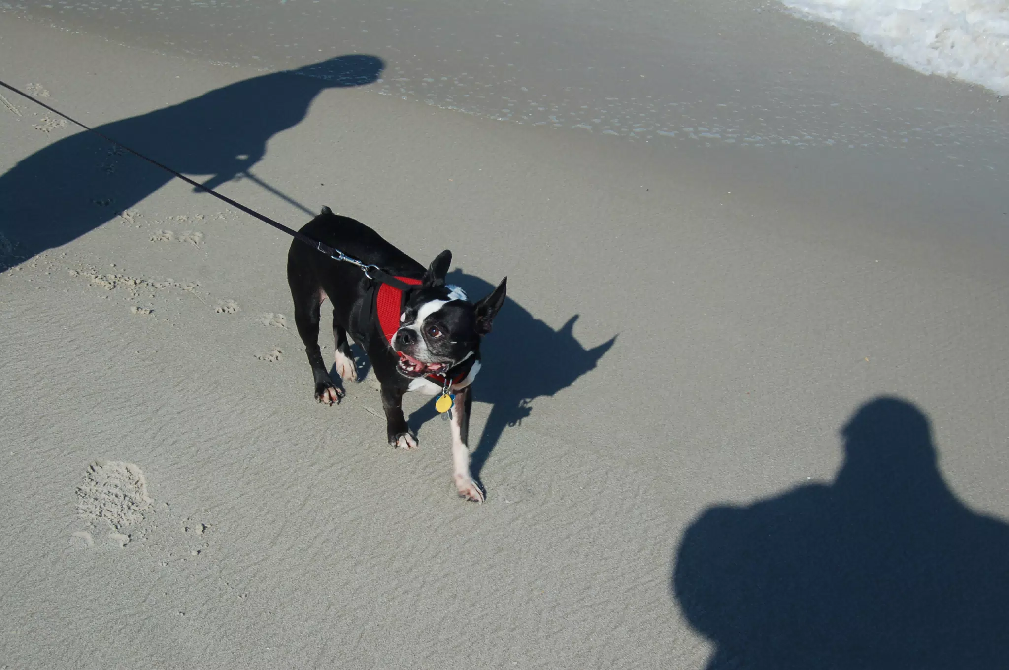 Oreo on the Jersey Shore