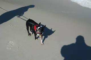 Oreo on the Jersey Shore