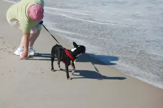 Oreo and Dominica on the Jersey Shore