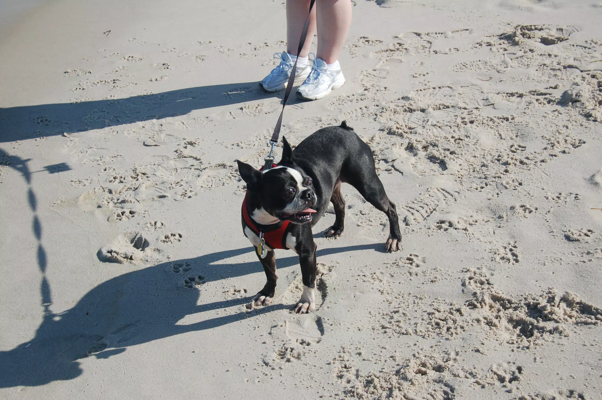 Oreo on the Jersey Shore