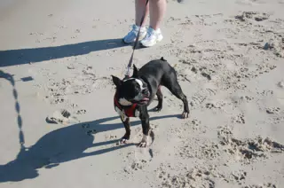 Oreo on the Jersey Shore