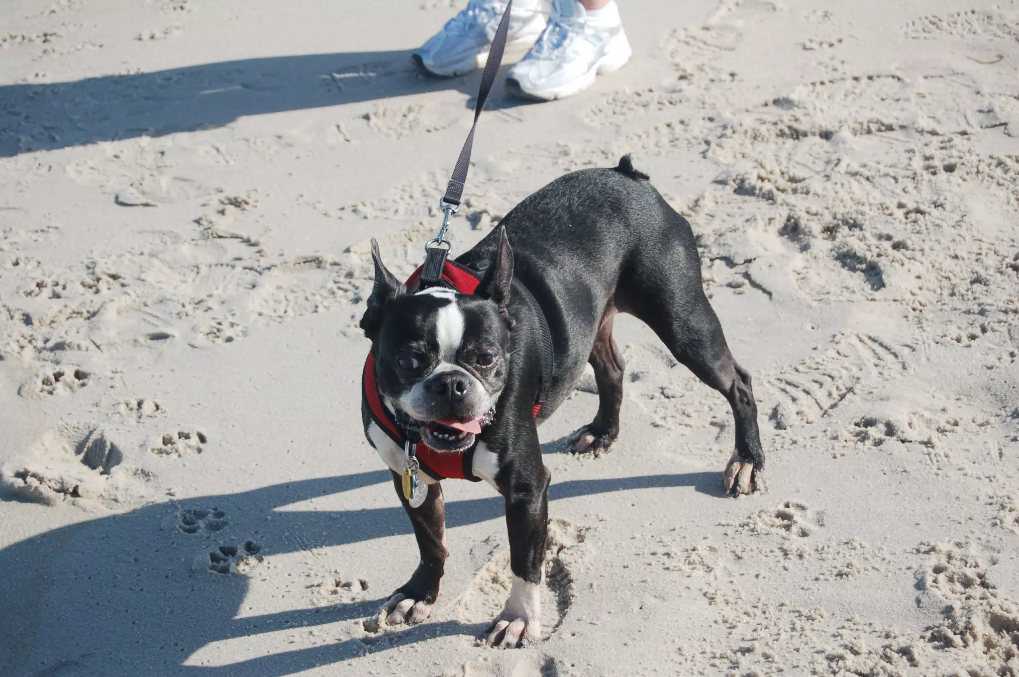 Oreo on the Jersey Shore