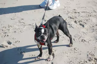 Oreo on the Jersey Shore