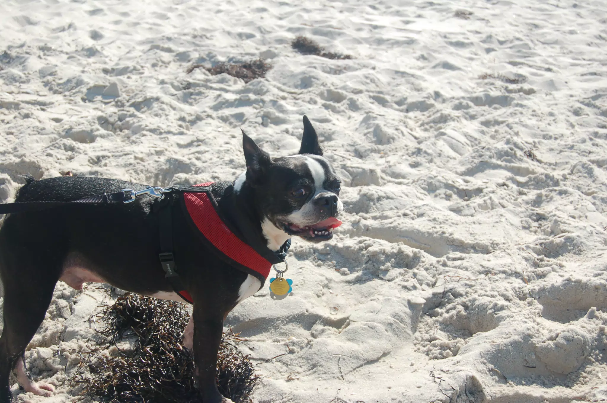 Oreo on the Jersey Shore