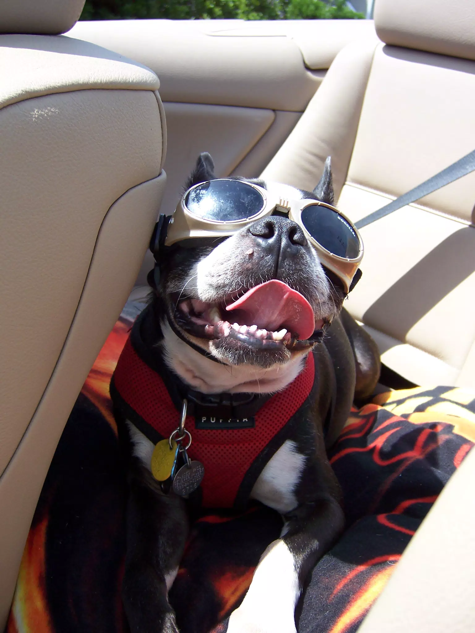 Oreo Cruising in His Doggles